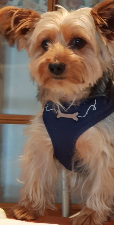 Los perros no solo nos entienden: su cerebro est&aacute; &ldquo;sintonizado&rdquo; con el nuestro