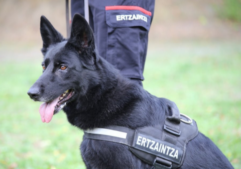 El Gobierno Vasco (PNV-PSE) maltrata a la Unidad Canina de la Ertzaintza: la burocracia por encima de la vida animal