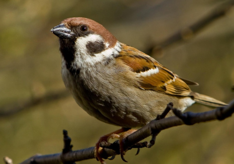 Espa&ntilde;a ha perdido 7,5 millones de gorriones en el &uacute;ltimo cuarto de siglo
