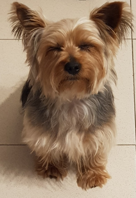 Tener perro podr&iacute;a reducir hasta un 24% el riesgo de muerte, seg&uacute;n un metaan&aacute;lisis de m&aacute;s de 3,8 millones de personas