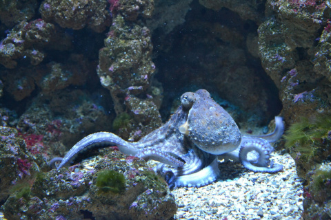 Relacionarnos con un pulpo es similar a encontrarnos con una inteligencia alien&iacute;gena