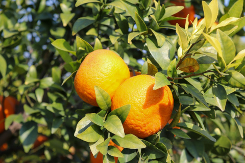 Por qué el zumo de naranja 100% y el néctar no son la misma bebida