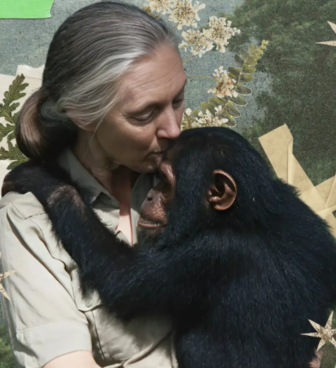 Fallece Jane Goodall, la mujer que miró a los chimpancés y descubrió en ellos un claro reflejo de los seres humanos
